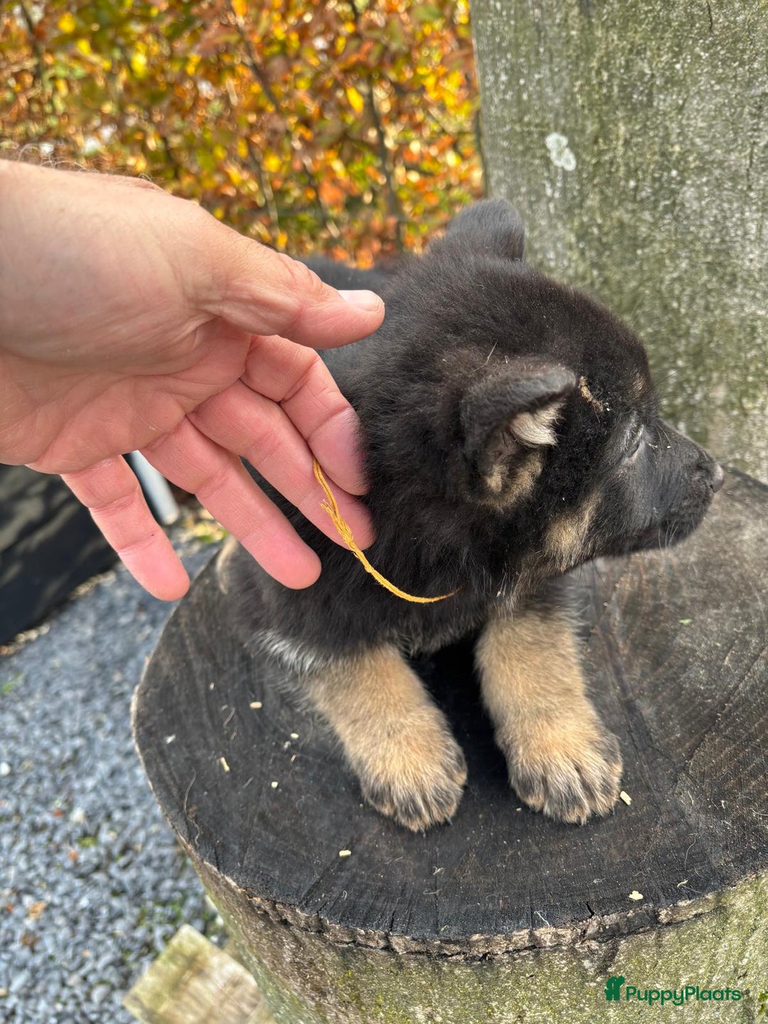Duitse Herder honden te koop: Duitse herder pups -10 WK- nog 1 pup beschikbaar! - Advertentie 34
