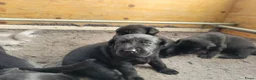 Labrador Retriever honden te koop: STAMBOOM ZWARTE FIELDTRIAL LABRADOR PUPS - Advertentie 10