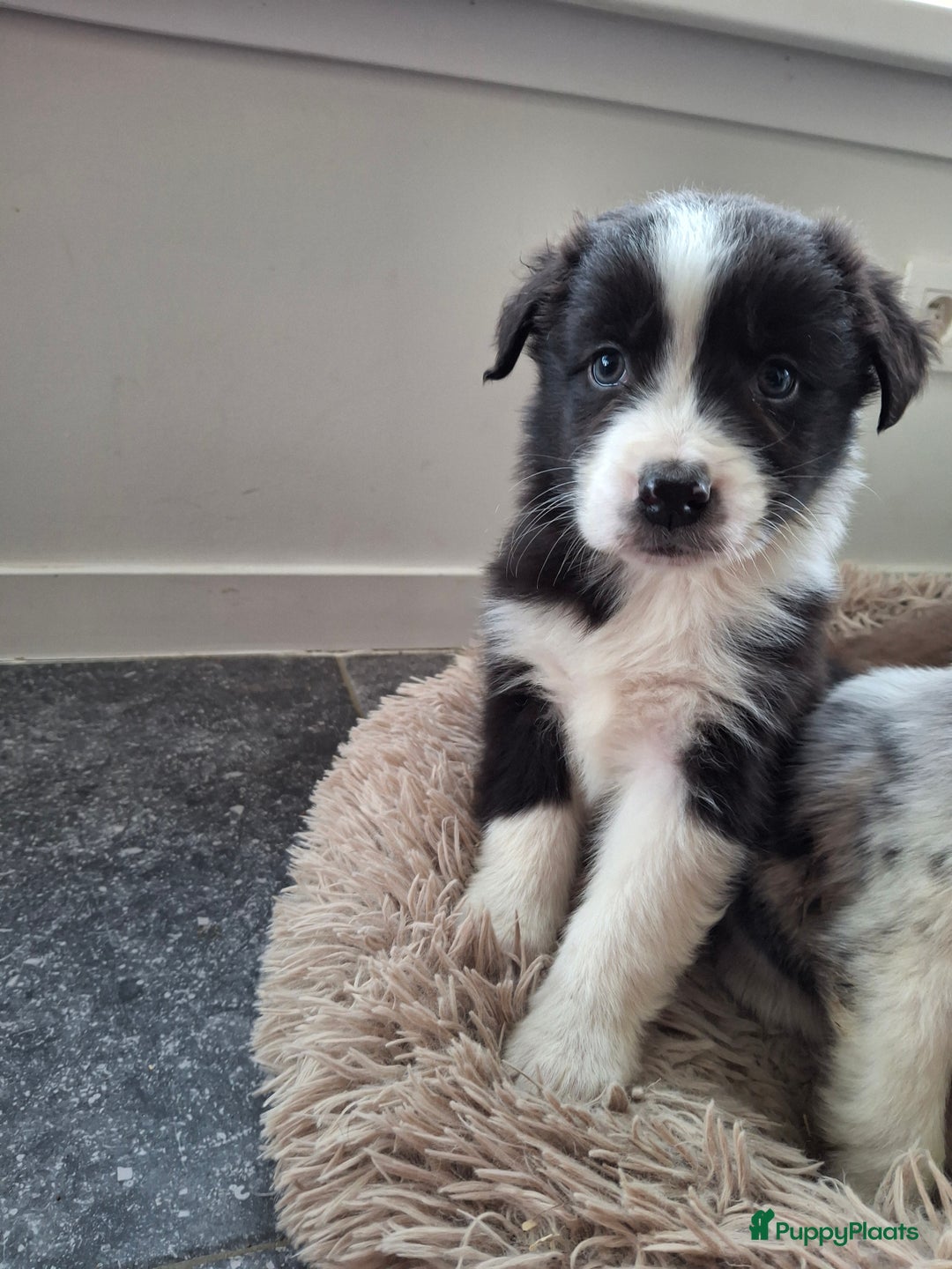 Australian Shepherd honden te koop: Raszuiver Australian Shepherd pups op de boerderij - Advertentie 13