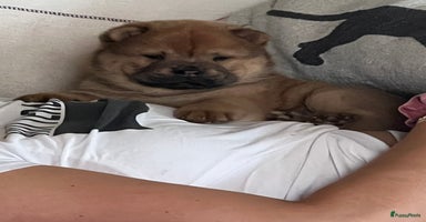 Chow Chow honden - Advertentie 4