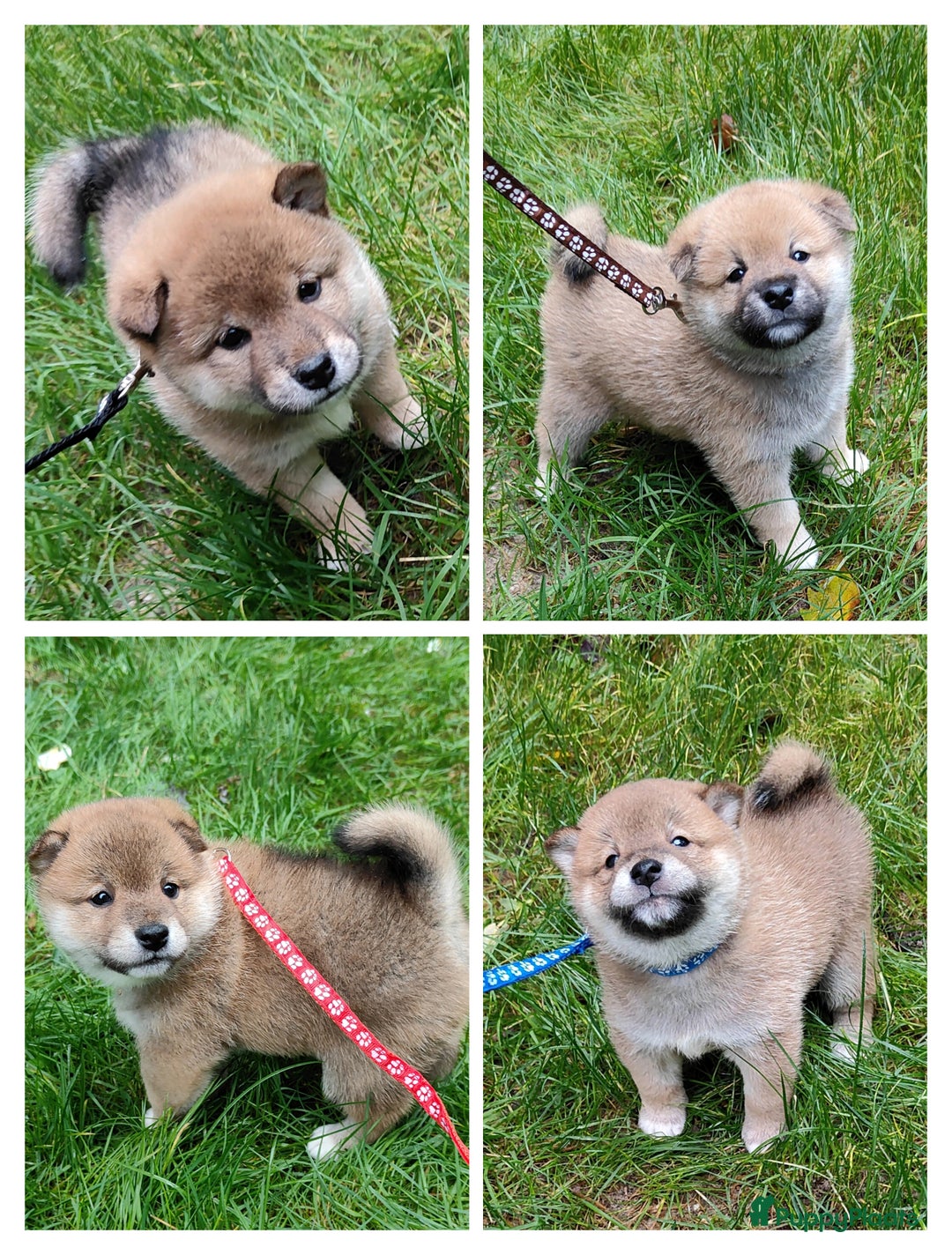 Shiba honden te koop: Shiba Inu pups met FCI stamboom - Advertentie 8