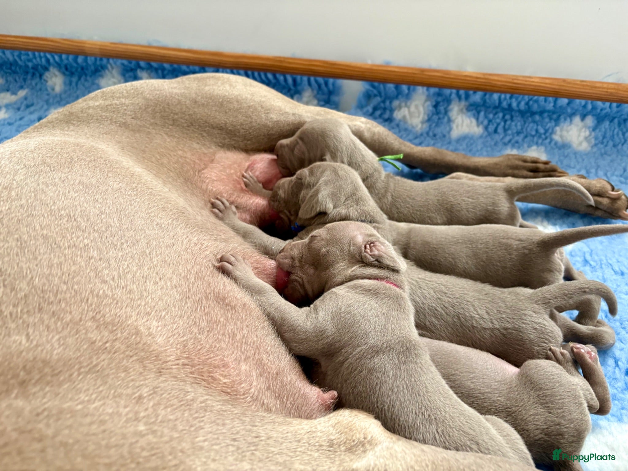 Weimarse Staande Hond korthaar honden Mooie Weimaraner pups uit mooie werklijn - Advertentie 12