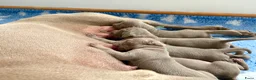 Weimarse Staande Hond korthaar honden te koop: Mooie Weimaraner pups uit mooie werklijn - Advertentie 1