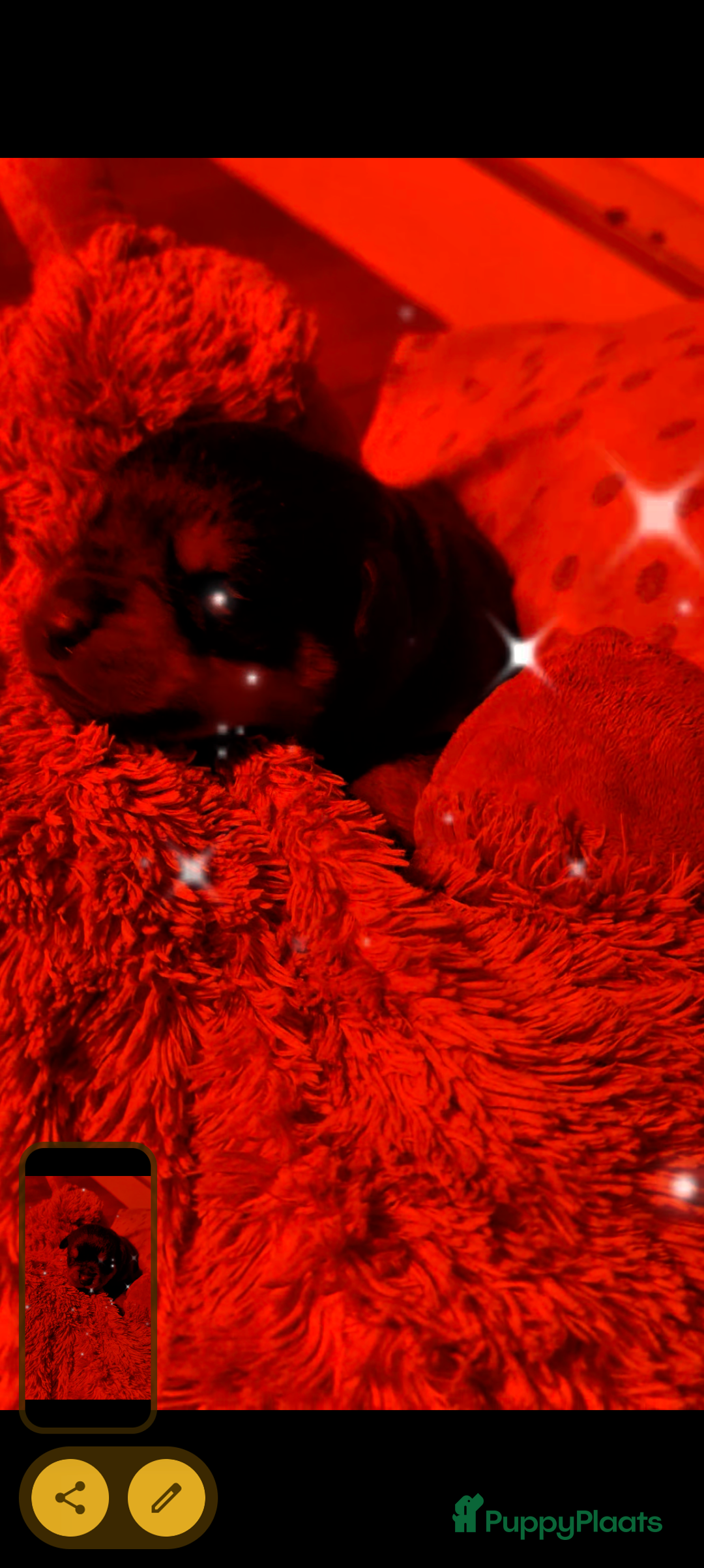 Rottweiler honden te koop: Zeer mooie rottweiler pups   - Advertentie 12