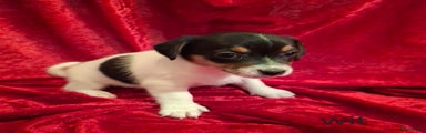 Jack Russel Terriër Puppy wit