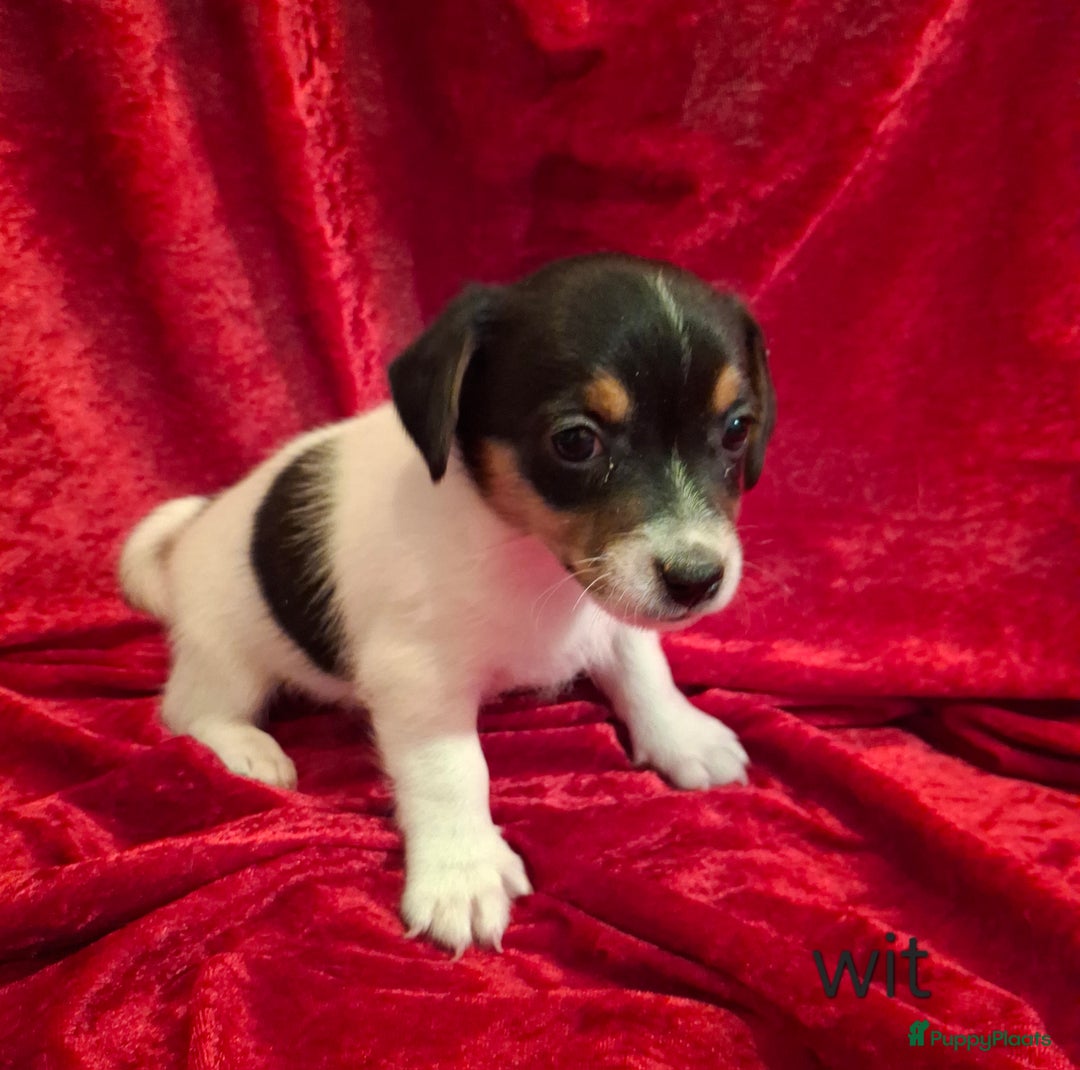 Jack Russel Terriër honden te koop: Jack Russel puppy's  - Advertentie 10