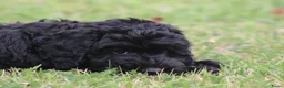 Cockapoo honden te koop: Cockapoo pups - Advertentie 11