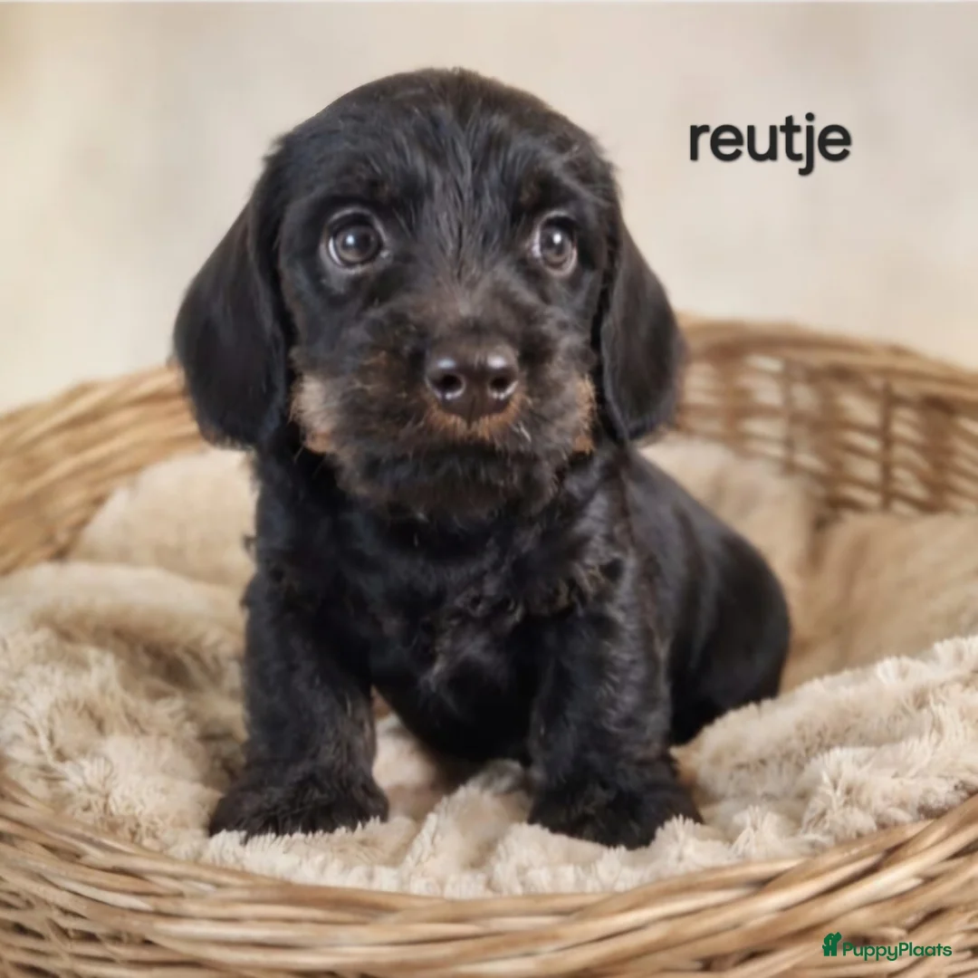 Ruwhaar Teckel honden te koop: Super mooie ruw haar teckel pups. ook choco! - Advertentie 5