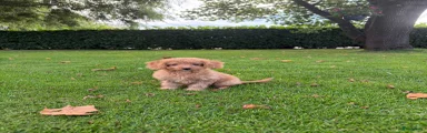 Labradoodle 3