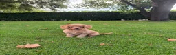 Labradoodle honden te koop: Mini Doodle (Labradoodle x Poedel) pups - Advertentie 17