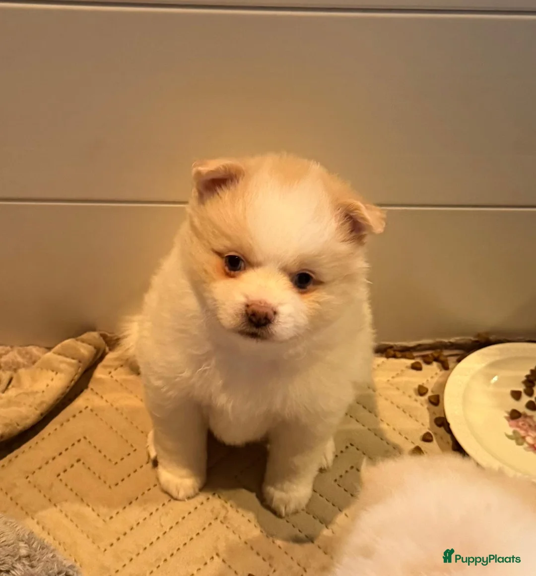 Kruising honden te koop: Teddy dog mini Chow Chow  - Advertentie 9