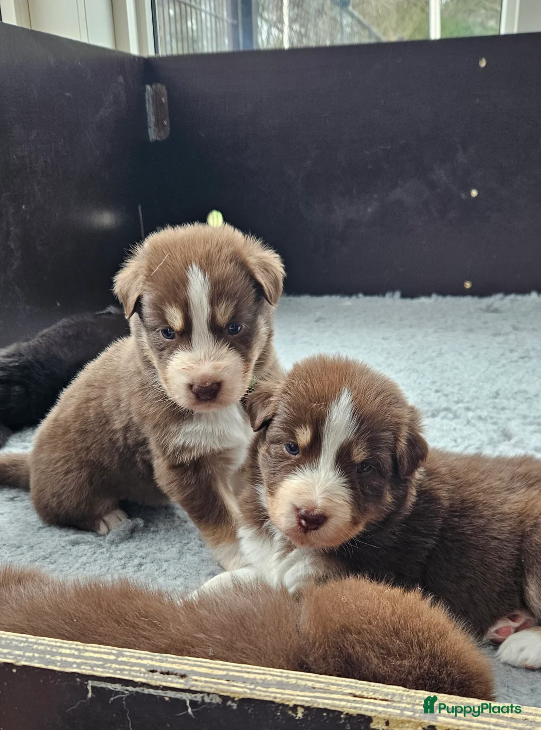 Kruising honden te koop: Prachtige kruising pups - Advertentie 13