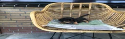 Jack Russel Terriër honden te koop: Mooie lieve Jack Russel puppy’s  - Advertentie 11
