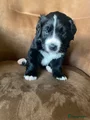 Kruising Puppy 10