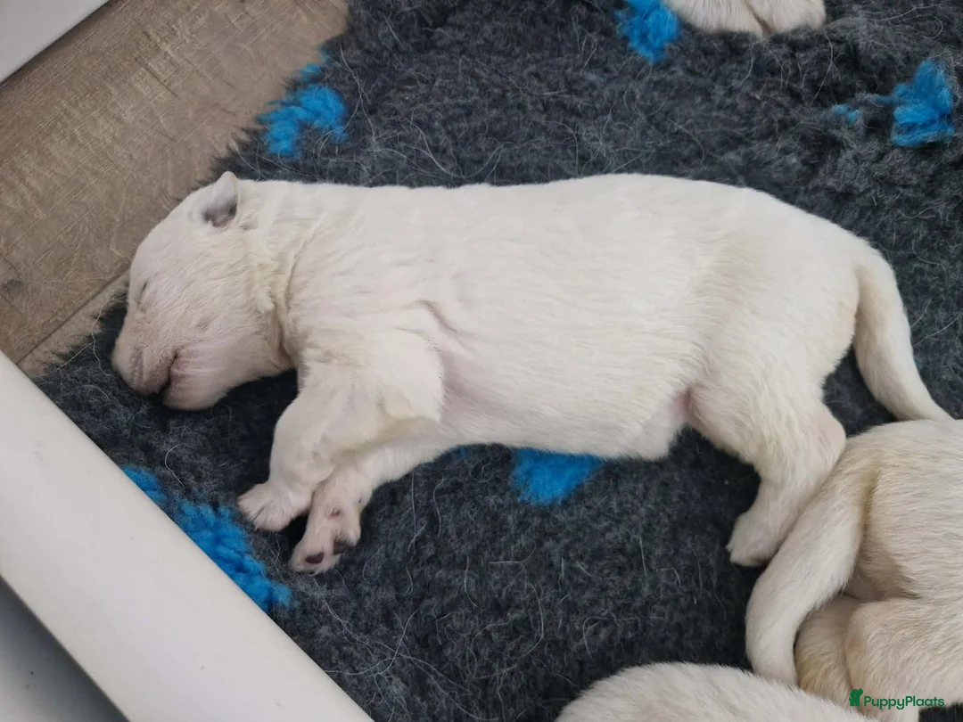 Zwitserse Witte Herdershond honden te koop: zwitserse witte herder pups - Advertentie 2