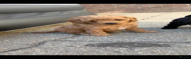 Australian Labradoodle 3