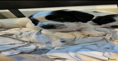 Engelse Springer Spaniel honden Engelse springer spaniël pup - Advertentie 7