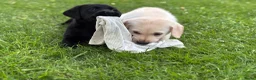 Labrador Retriever honden te koop: Labrador pups - Advertentie 7