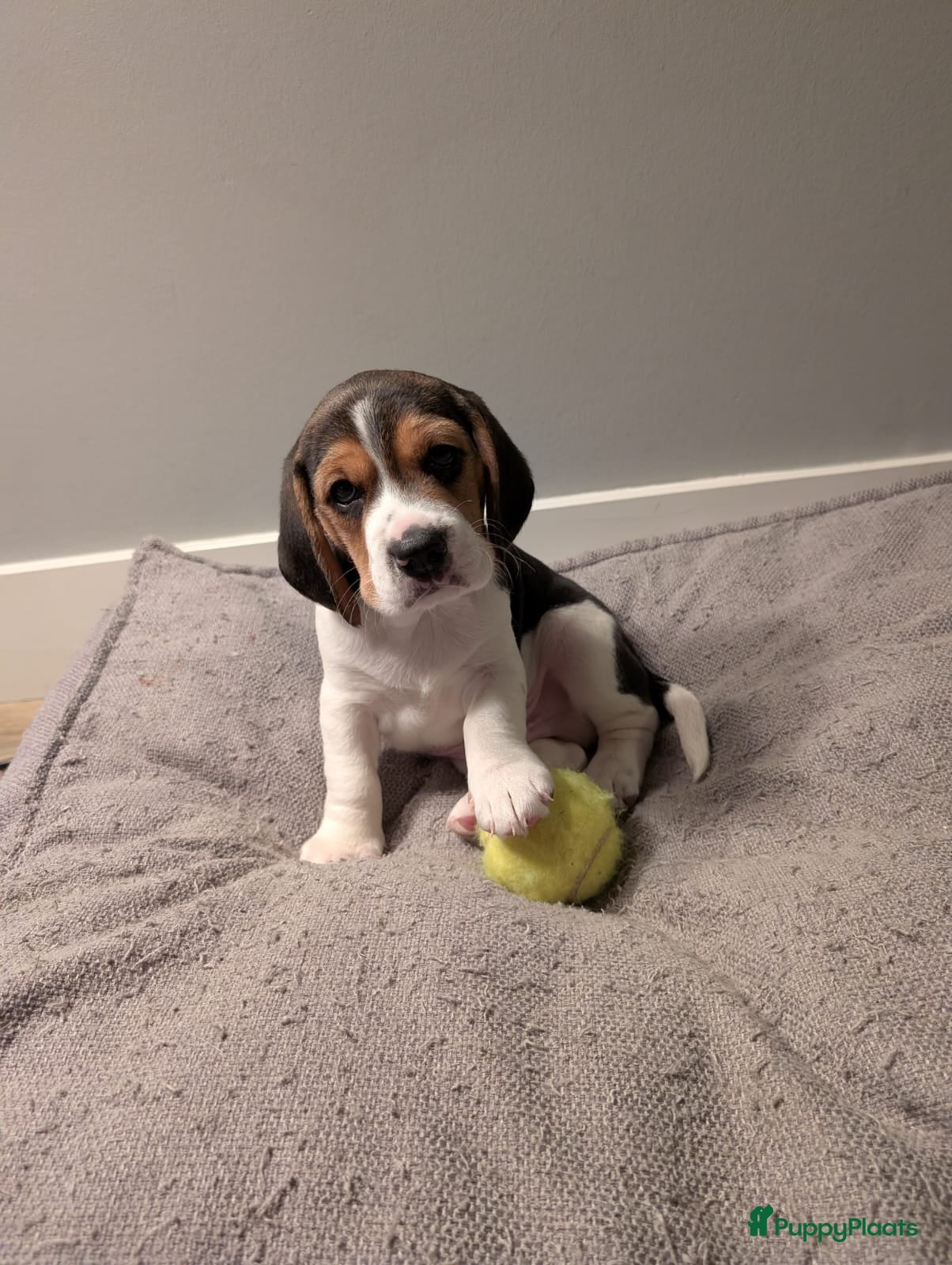 Beagle honden Beagle puppies - Advertentie 3