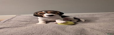 Beagle Puppy 1