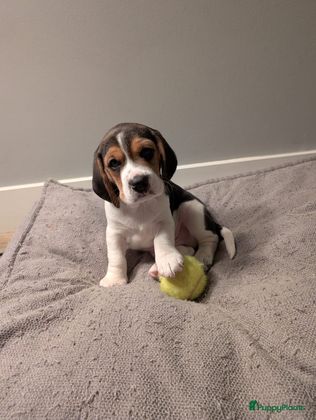 Beagle honden te koop: Beagle puppies - Advertentie 1