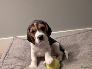 Beagle honden Beagle puppies - Advertentie 1
