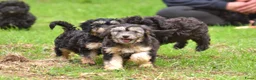 Kruising honden te koop: 6 (nog5!) Prachtige york/shihtzu x poedel pups - Advertentie 2