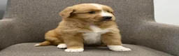Nova Scotia Duck Tolling Retriever honden te koop: Nova Scotia Duck Tolling Retriever pups # Toller - Advertentie 23