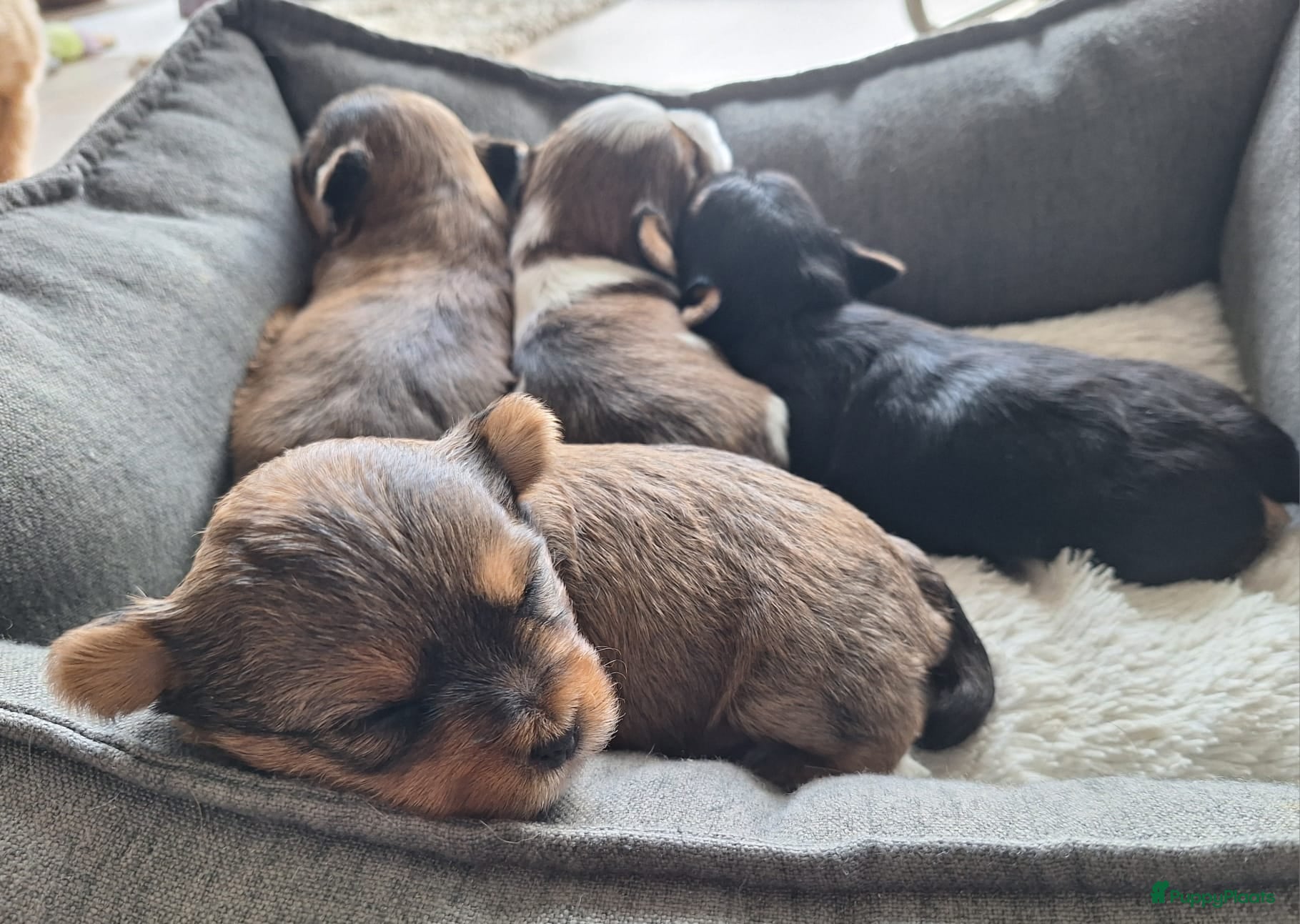 Yorkshire Terriër honden prachtige Yorkshire Terriër pups - Advertentie 1