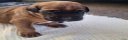 Kruising honden te koop: Unieke leuke kruising boxador x boxer pups - Advertentie 16
