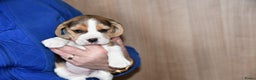 Beagle honden te koop: Prachtige Beagle pups - Advertentie 8