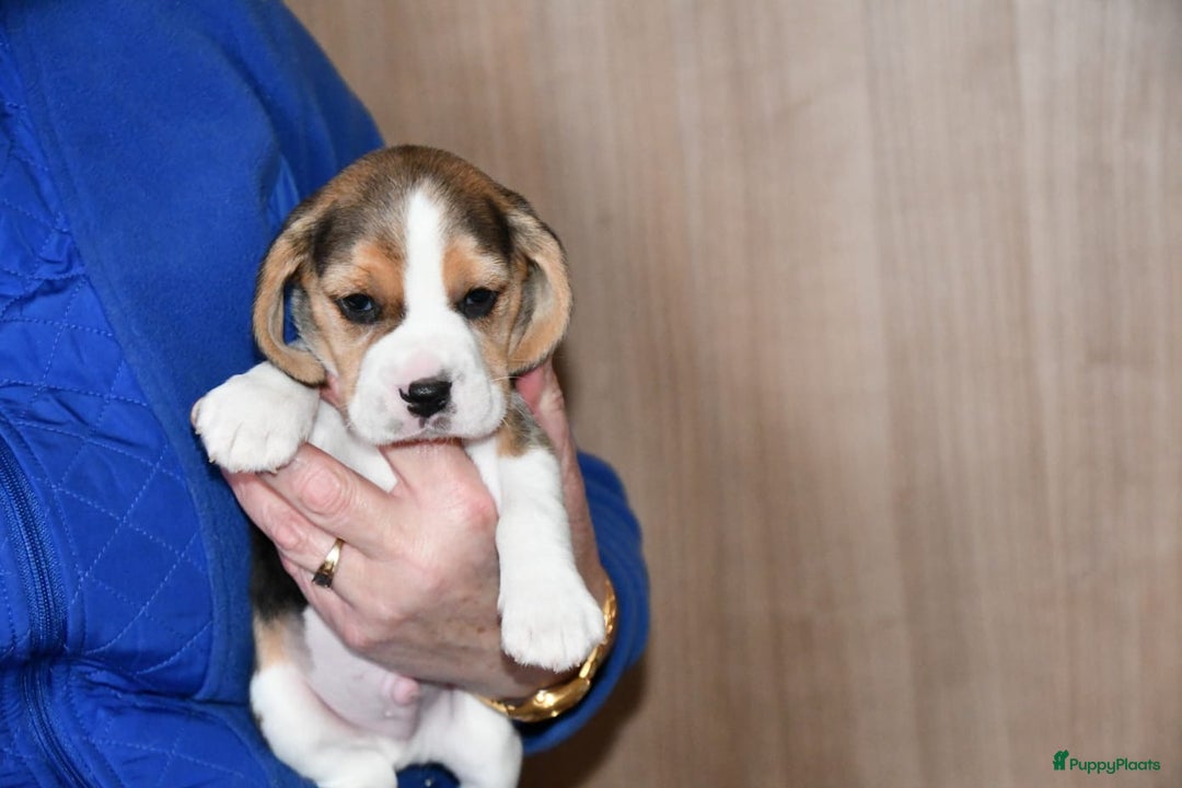 Beagle honden te koop: Prachtige Beagle pups - Advertentie 8