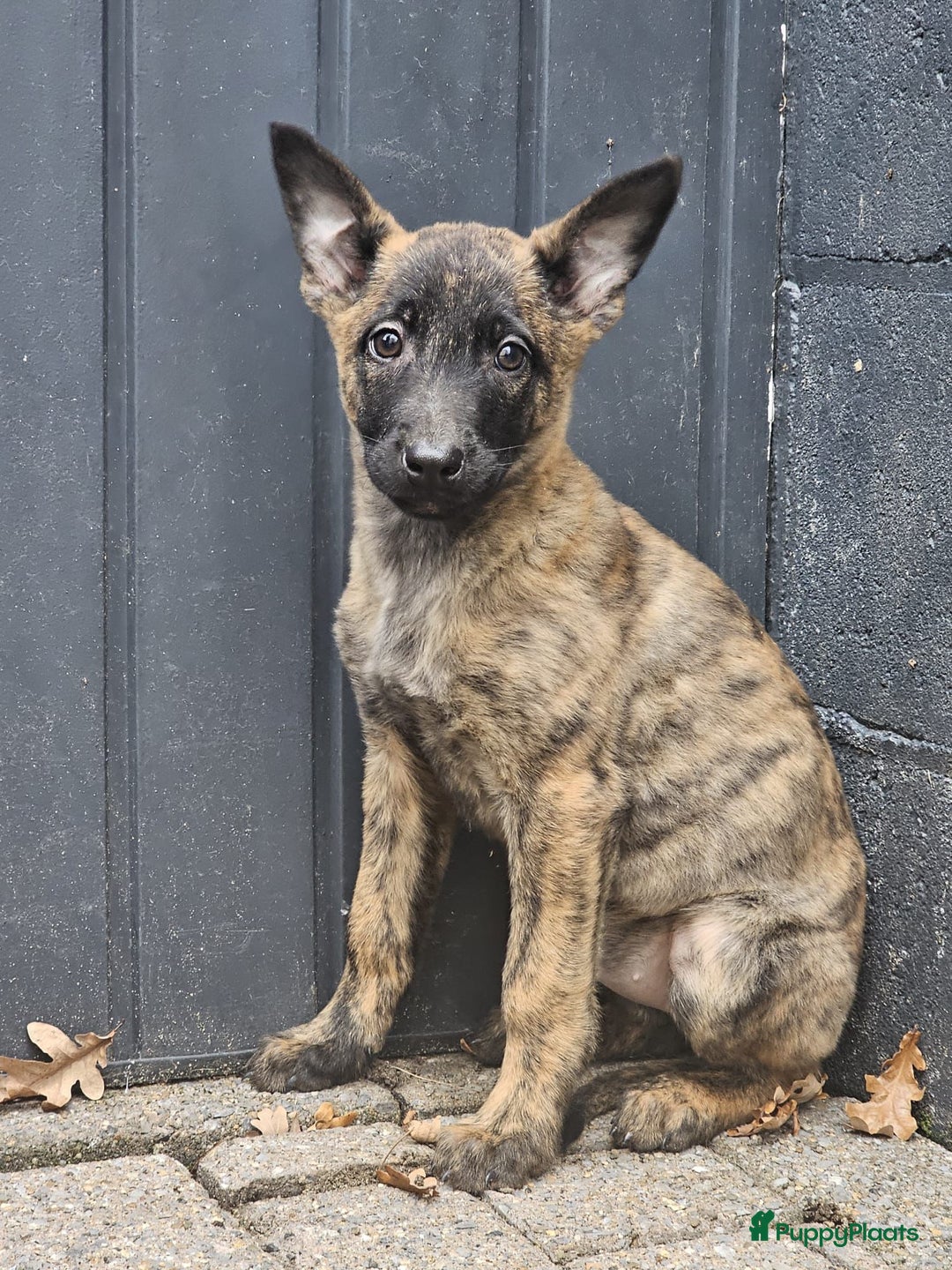 Kruising honden te koop: Mechelse x Hollandse herder - Advertentie 3