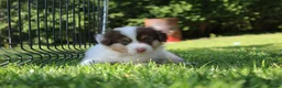 Australian Shepherd honden te koop: Australian shepherd pups beschikbaar - Advertentie 10