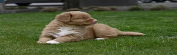 Nova Scotia Duck Tolling Retriever honden te koop: Nova Scotia Duck Tolling Retriever pups # Toller - Advertentie 29