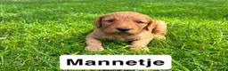 Goldendoodle honden te koop: Goldendoodles F1B - Advertentie 6