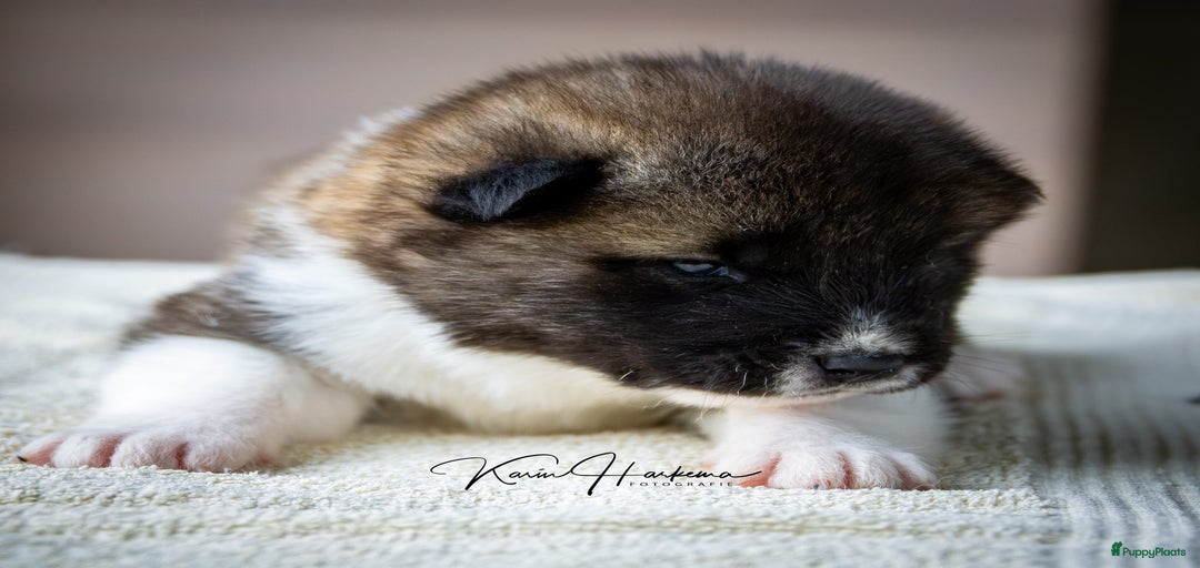 Galerij afbeelding {{count}}