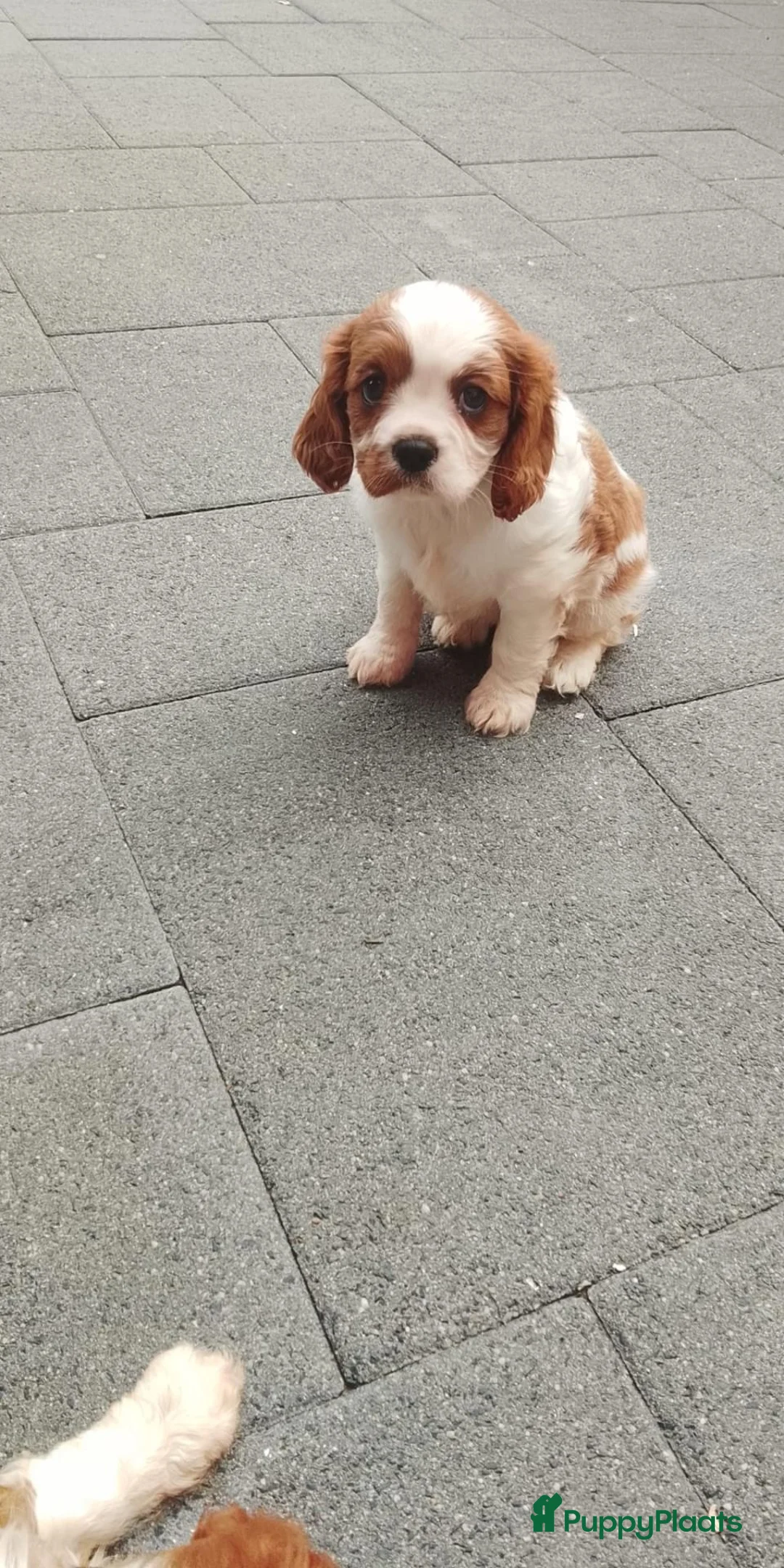 Cavalier King Charles Spaniel honden te koop: Cavalier king charles spaniel pups teefjes  - Advertentie 2