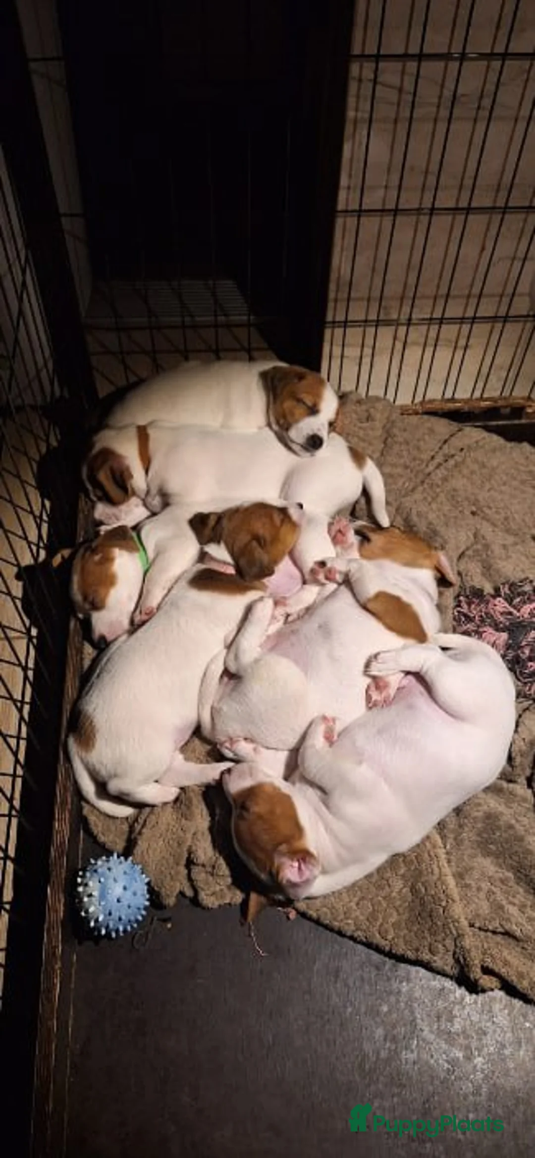 Jack Russel Terriër honden te koop: Jack Russell pups  - Advertentie 1