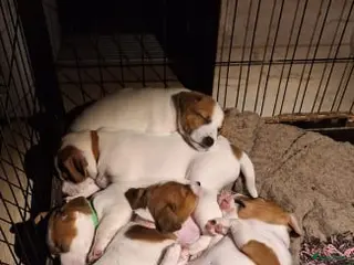 Jack Russel Terriër honden Jack Russell pups - Advertentie 2