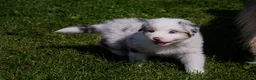 Australian Shepherd honden te koop: Australische herder pups geboren op boerderij (BE) - Advertentie 19