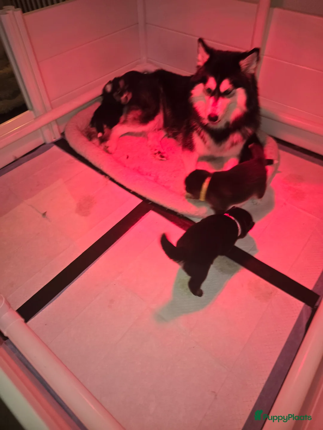 Pomsky honden te koop: Pomsky puppy's  met Husky looks - Advertentie 17