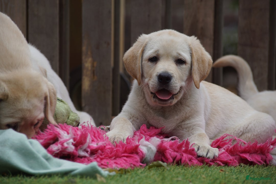 Labrador Retriever honden te koop: Authentieke Gele Labrador pups met Stamboom  - Advertentie 7