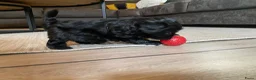 Shihpoo honden te koop: Prachtige shihpoo pups 1 reutje en 4 teefjes - Advertentie 16