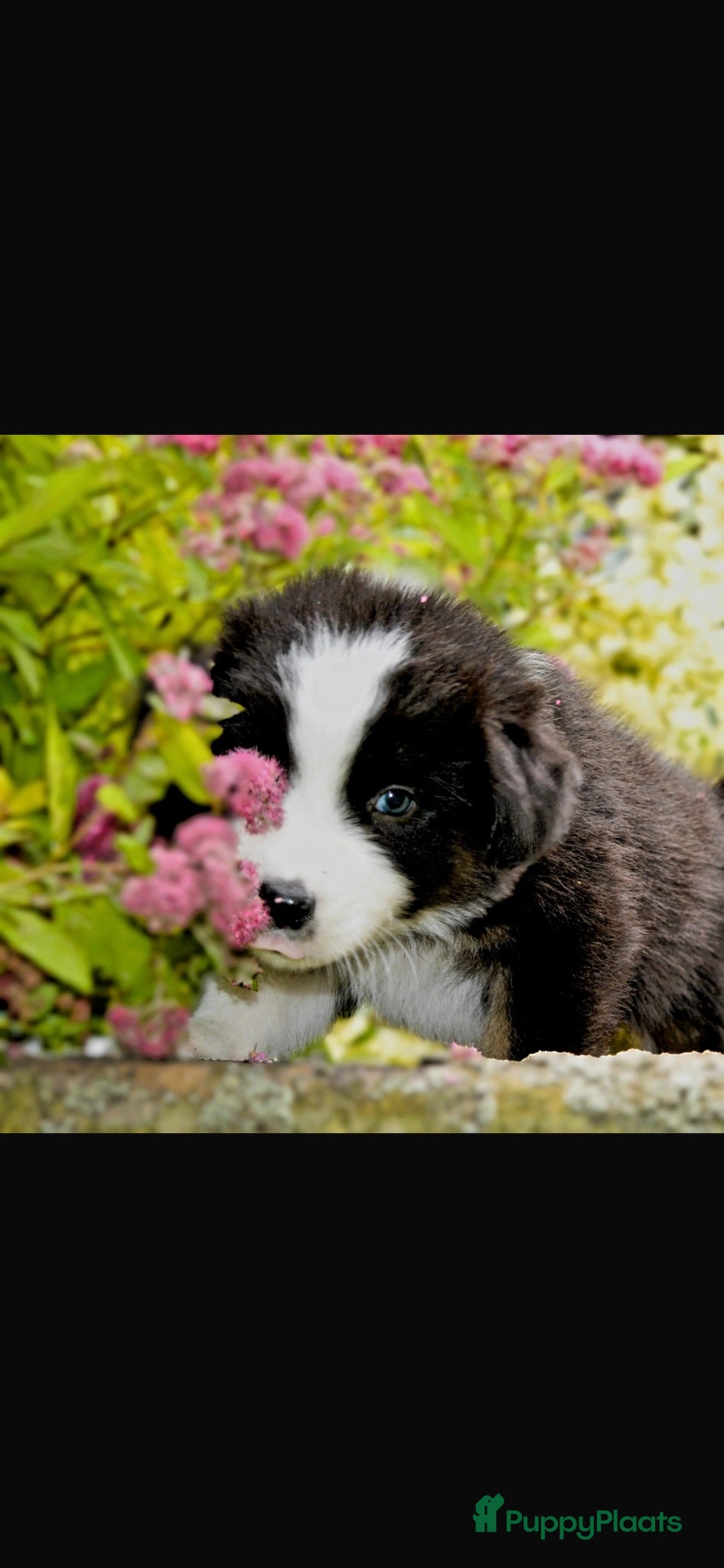 Australian Shepherd honden Super leuke Ausie pups - Advertentie 3