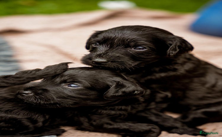Labradoodle honden - Advertentie 2
