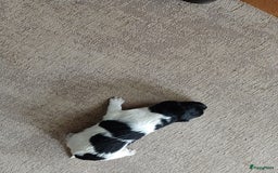 Friese Stabij honden te koop: Te koop 3 Friese stabij reutjes - Afbeelding 15