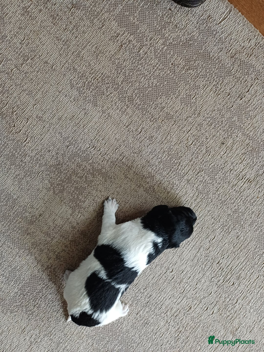 Friese Stabij honden te koop: Te koop 3 Friese stabij reutjes - Afbeelding 15
