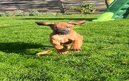 Rhodesian Ridgeback honden te koop: Rhodesian ridgeback pups met stamboom  - Advertentie 1