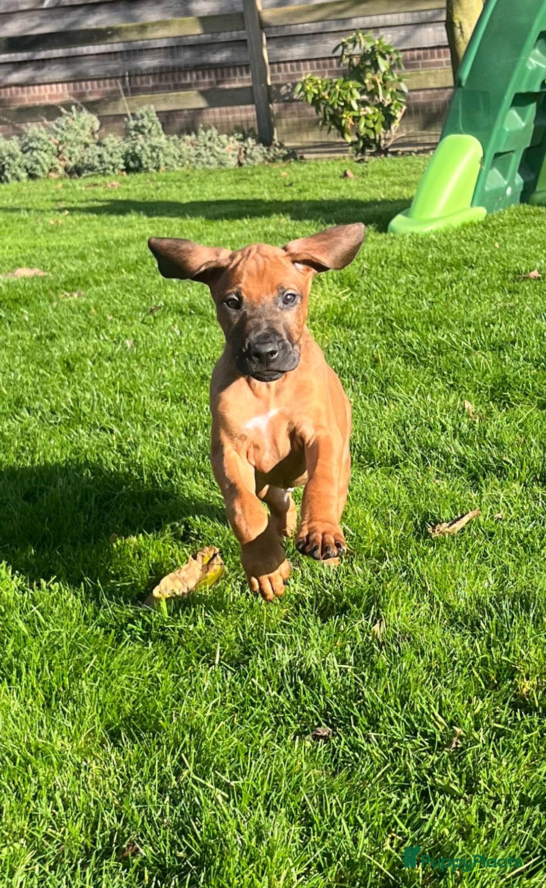 Rhodesian Ridgeback honden te koop: Rhodesian ridgeback pups met stamboom  - Advertentie 2